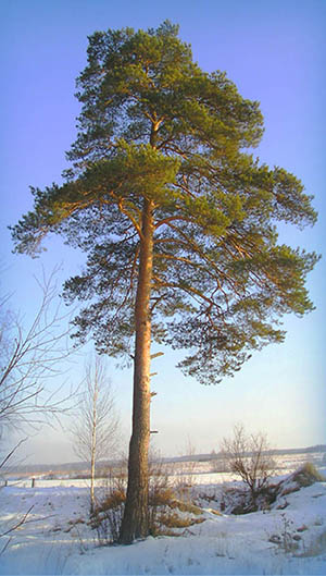 Сосна