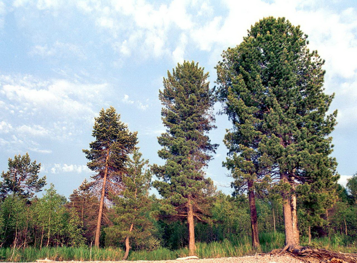 Кедр