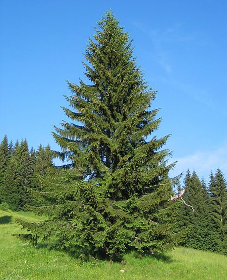 Ель